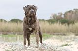 CANE CORSO 553
